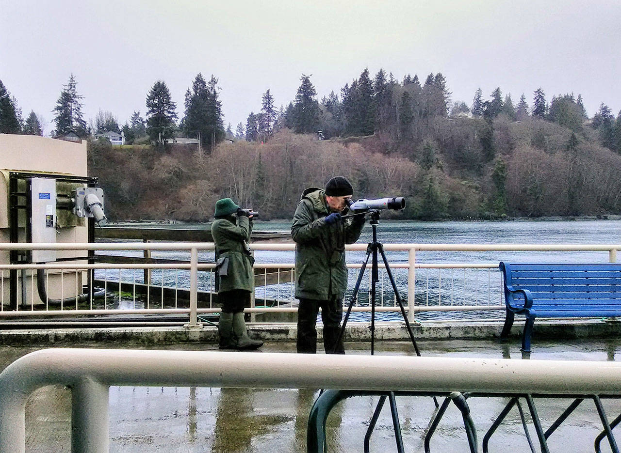 Fran Brooks (left) and Randy Smith (right) look out across Puget Sound last weekend during the 2020 Christmas Bird Count (Paul Rowley/Staff Photo).