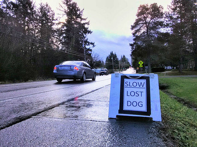 Volunteers placed sandwich boards along Vashon Highway warning drivers to be mindful of Radar (Paul Rowley/Staff Photo).