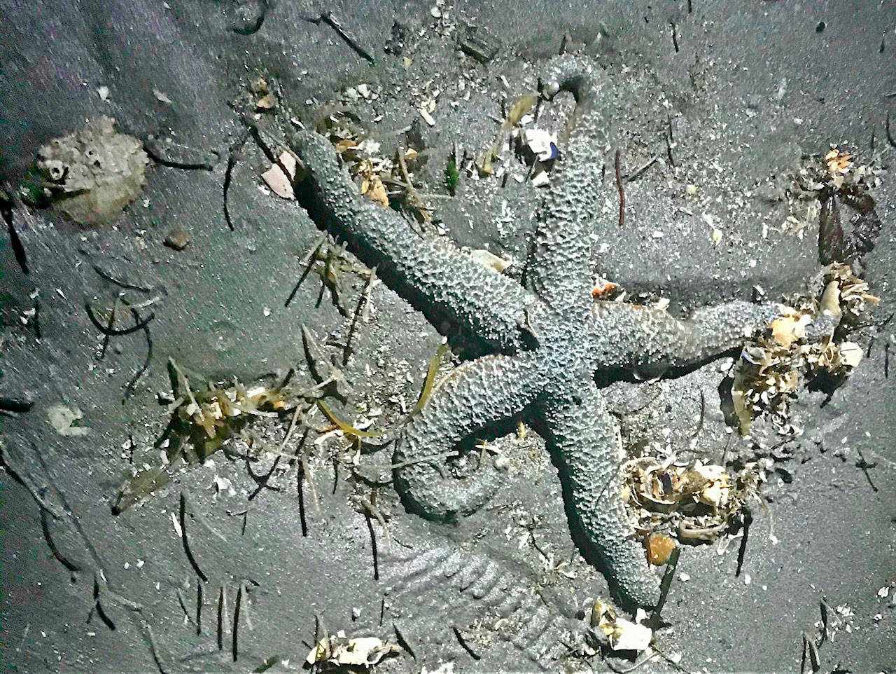 A mottled sea star on the shore of the north end on Vashon last week (Bianca Perla Photo).