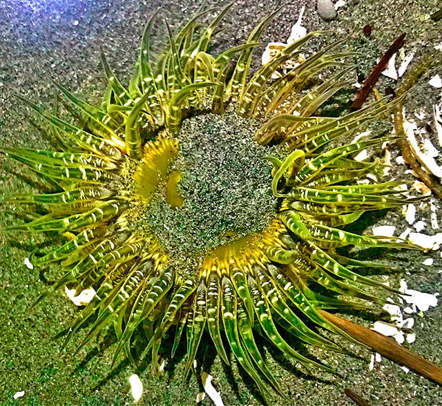 A moonglow anemone in the tidal waters of the north end on Vashon last week (Bianca Perla Photo).