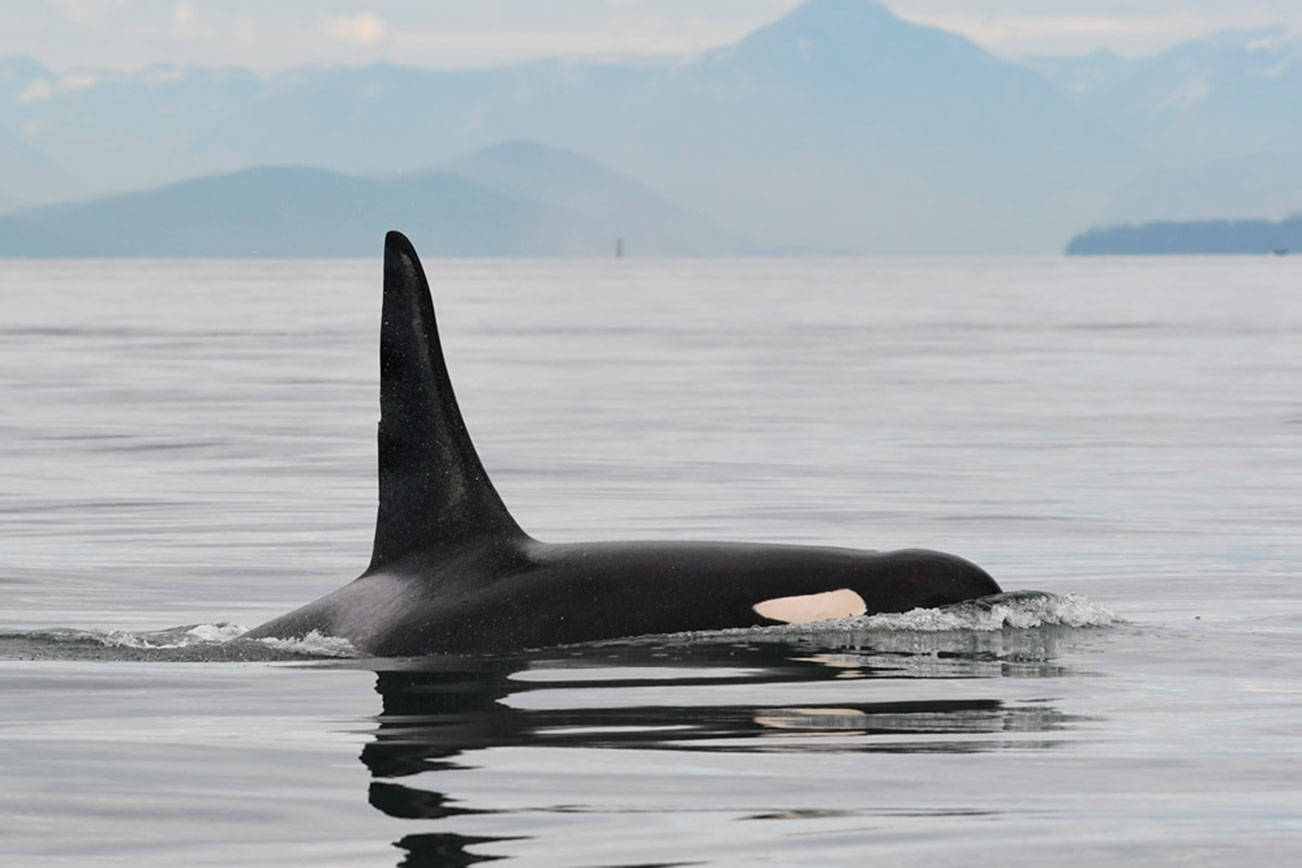 For southern residents, missing orca a sign of the times