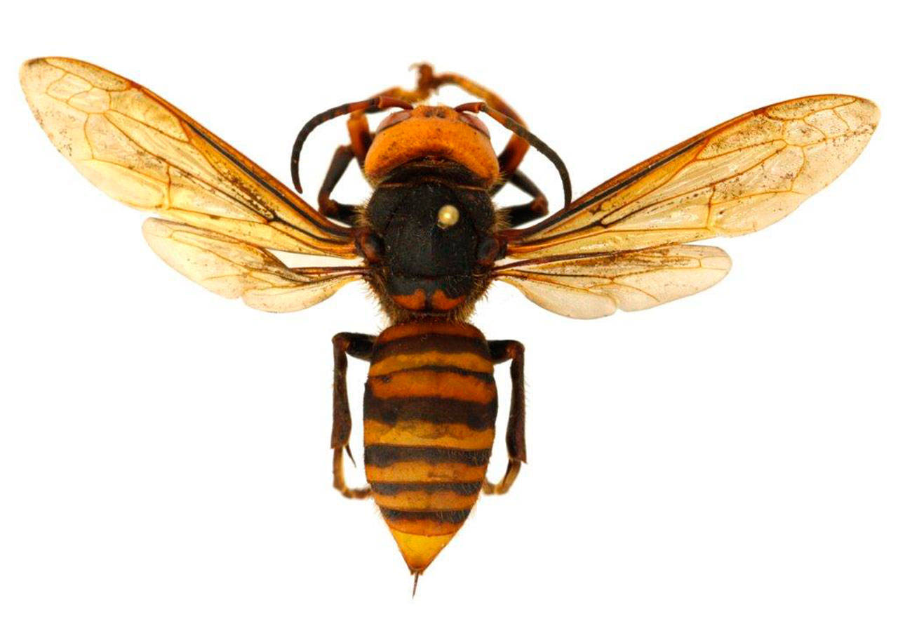 A few Asian giant hornets can destroy a honey bee hive in a matter of hours. The hornets enter a “slaughter phase” where they kill bees by decapitating them. They then defend the hive as their own, taking the brood to feed their own young (Washington State Department of Agriculture Photo).