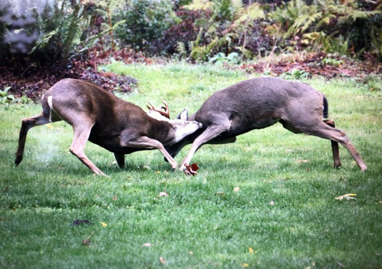 Two bucks fight in an island backyard. A lottery-based Special Hunt Second Deer season for antlerless-only deer on Vashon has been extended to run continuously from Aug. 1 to Dec. 31 (Bill Rives Photo).