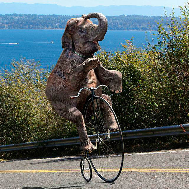 A whimsically photoshopped elephant on an old-timey bike, riding the backroads of Vashon, is part of the promotional materials for this year’s Passport2Pain bike ride. To honor bans on gathering, riders will not ride en masse but rather rack up elevation on the island’s famously steep hills privately or in duos, close to their own homes (Courtesy Photo).