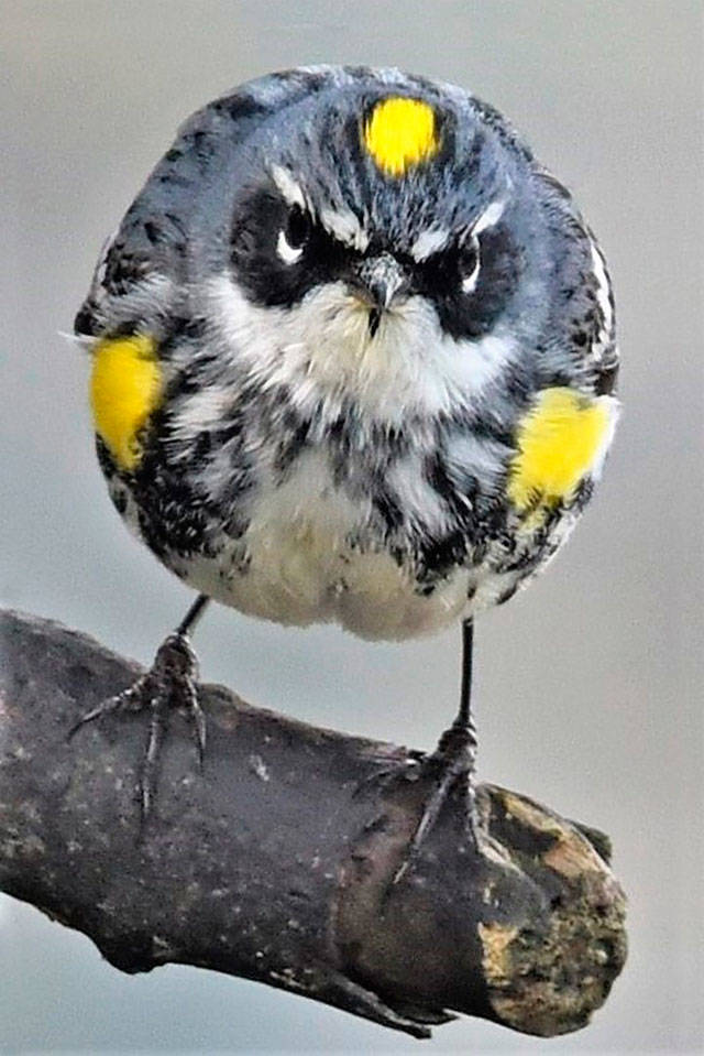 The magnificent wildlife of Fern Cove will be on display in a special presentation by Jim Diers at the Night Light Drive-in on Sept. 15 (Jim Diers Photos).