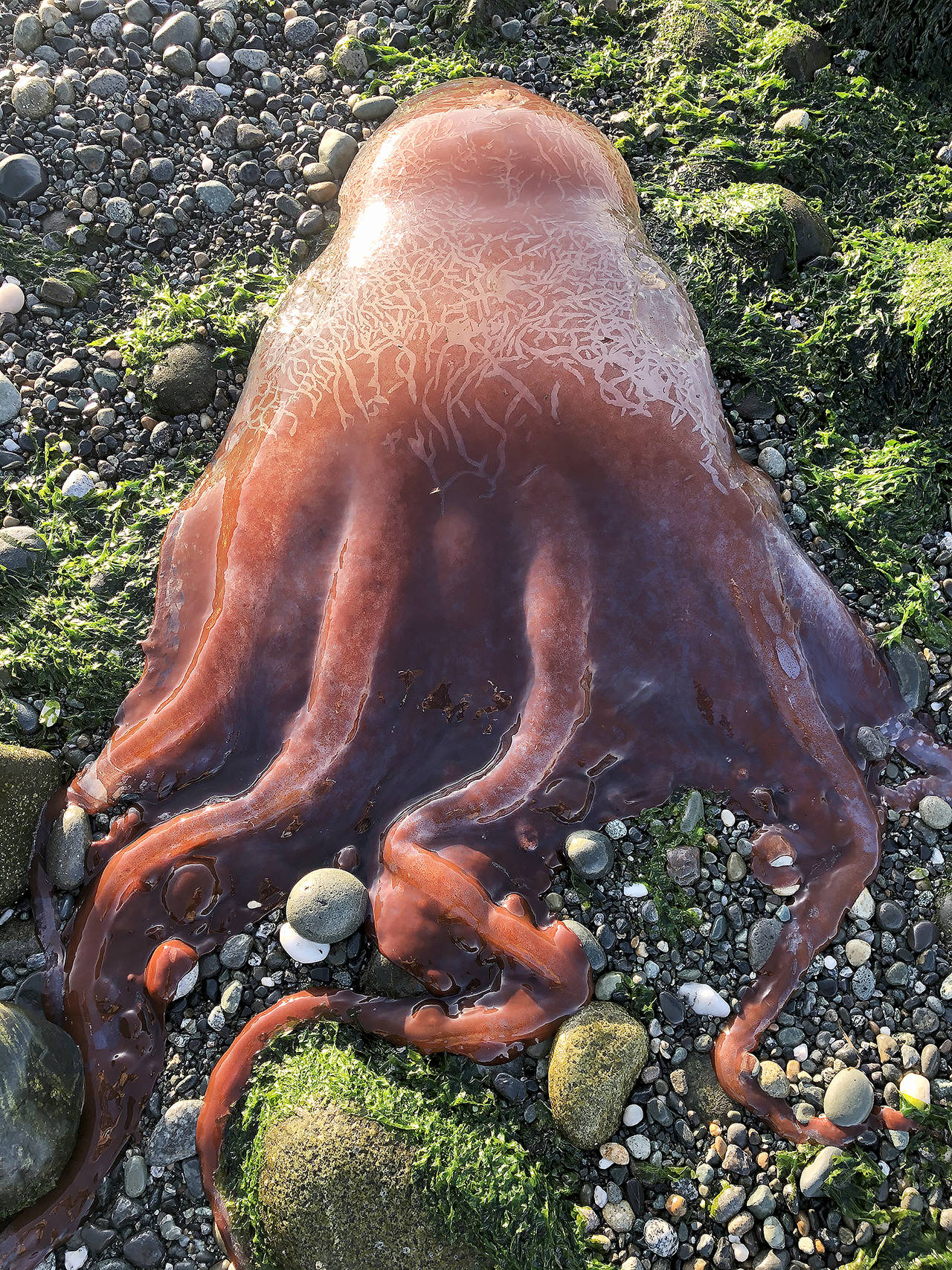A sea creature found on the beach at Ebey’s Landing may be a Haliphron atlanticus, or seven-armed octopus, scientists have theorized. (Ron Newberry)