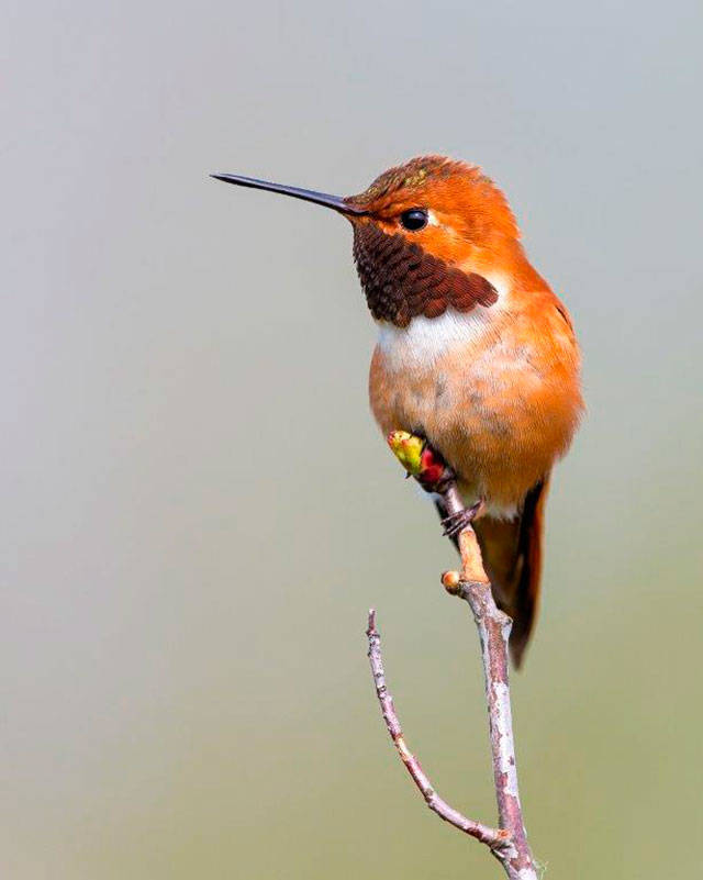 Climate change could impact Rufous Hummingbirds, visitors to the island during their long migration from Mexico to as far as Alaska. The National Audubon Society says that dramatic warming could affect the flowers they visit for nectar and reduce their summer range by as much as 70%, pushing them far out of the region and the western half of the state entirely (Boe Baty/Audubon Photo).