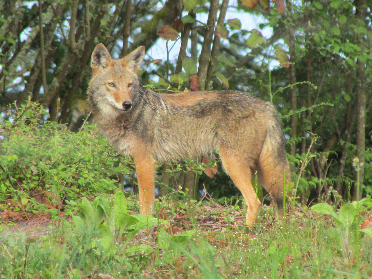 The Vashon Nature Center has been working with the Prugh Lab at the University of Washington to isolate DNA samples from coyotes’ scat, which is the first research of its kind west of the Cascades (Rich Siegrist Photo).