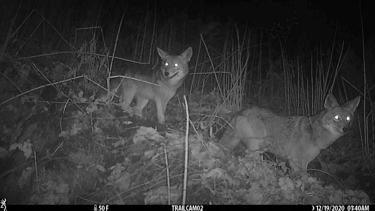 The Beachcomber published the first known record of a coyote on Vashon in 1960 (VNC Wildcam Network Photo/ Camera Operator Bob Lane).