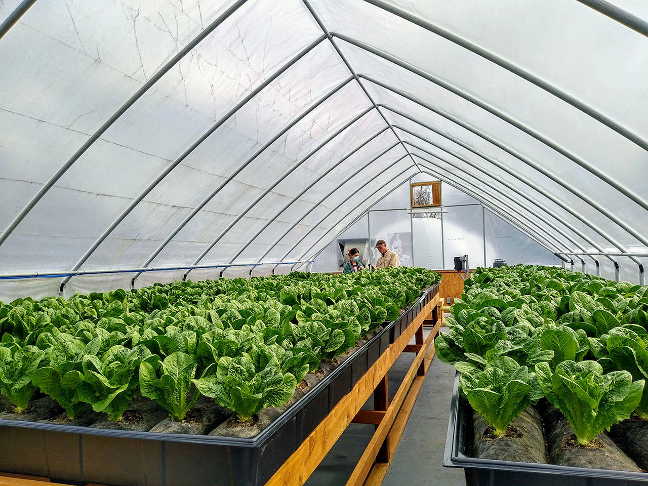Vashon’s “food to fuel” bioenergy farm hub, debuting last month and built in partnership by Alegría Fresh and Impact Bioenergy, recently showcased rows of heads of lettuce grown in a greenhouse (Paul Rowley/Staff Photo).
