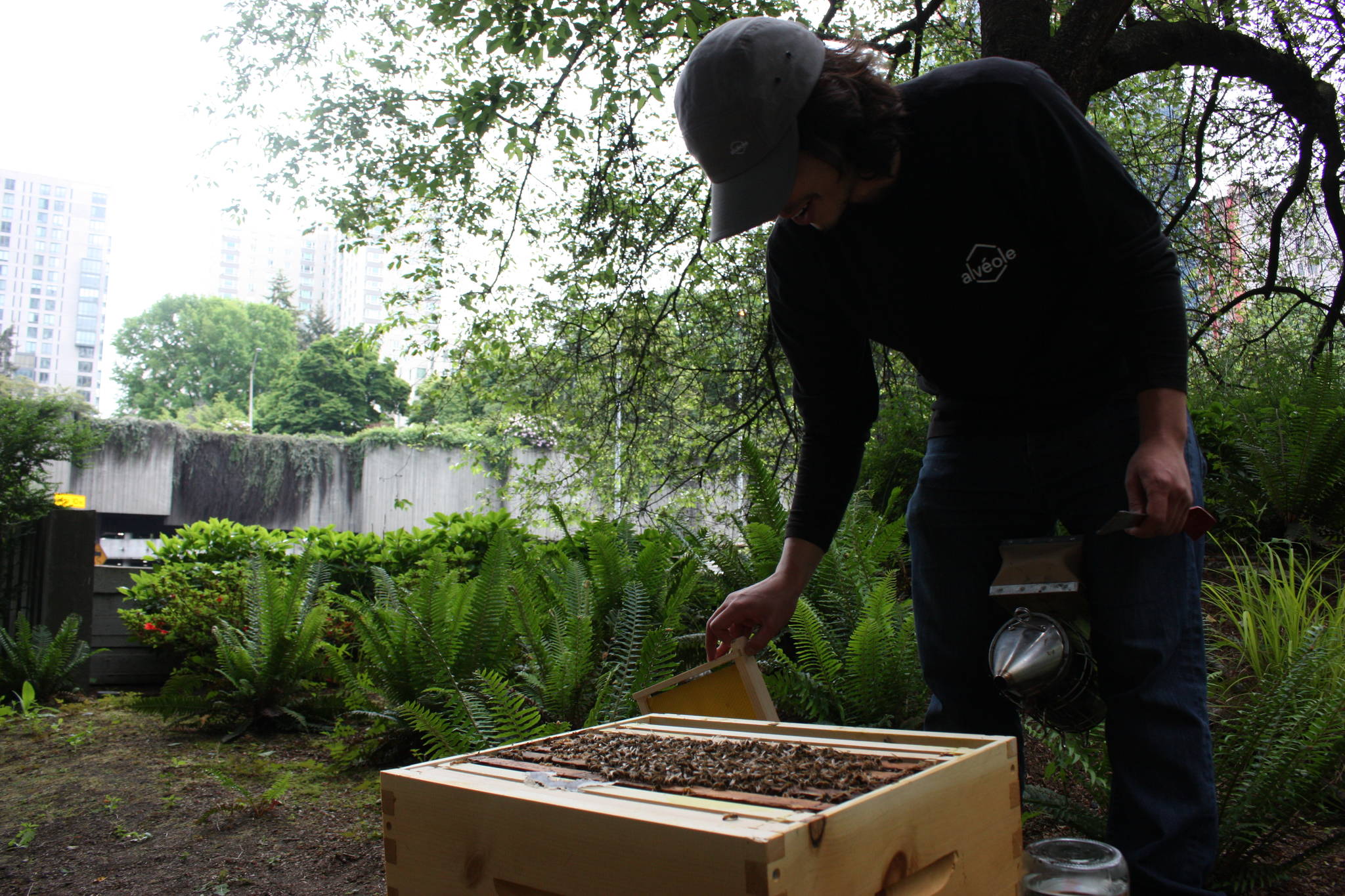 Pedro Miola using smoke to pacify the bees as he opens the box. (Photo by Cameron Sheppard)