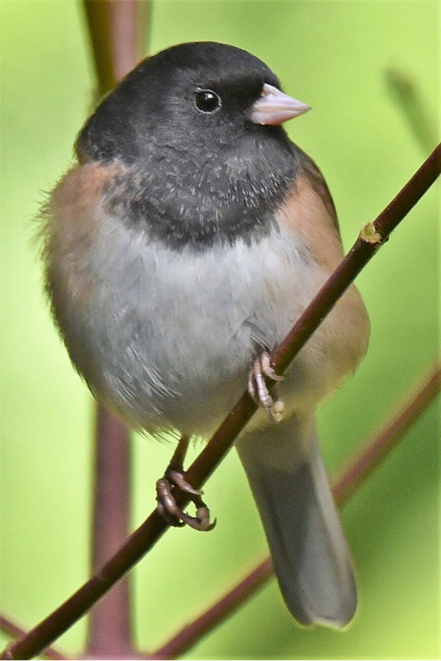 (Jim Diers Photo) The Dark-eyed Junco has experienced losses equal in number to half of the U.S. population.