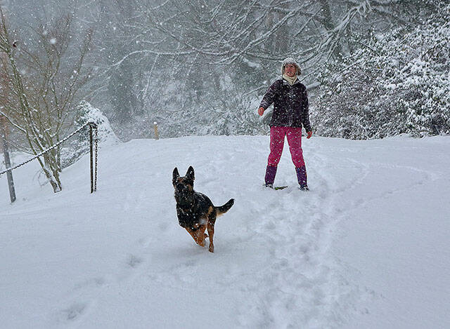 (Phil Clapham Photo) Yulia Ivashchenko, the volunteer coordinator of the VIPP Dog Foster Program, enjoyed the recent snow with her foster dog, Luna.