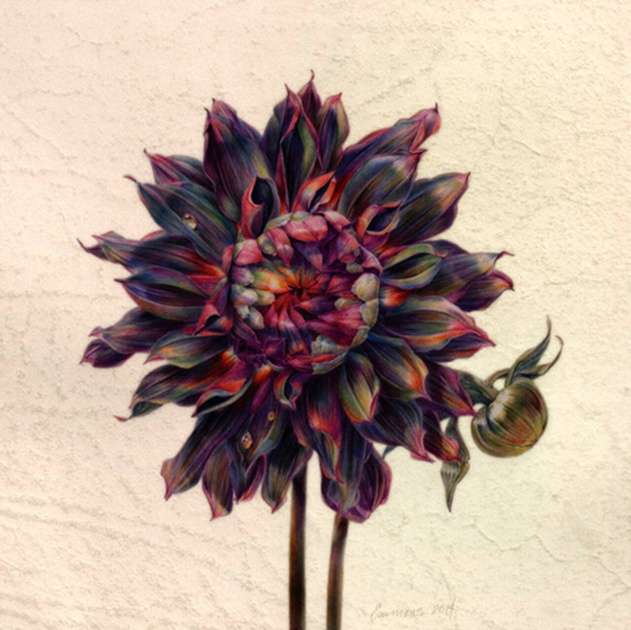 (Artwork by Jean Emmons © 2014) Dahlia ‘Rip City’ is a 12 x 12 inch watercolor on vellum, which will be exhibited this autumn in “A Botanical Rainbow” at Royal Botanic Gardens Kew, in London.