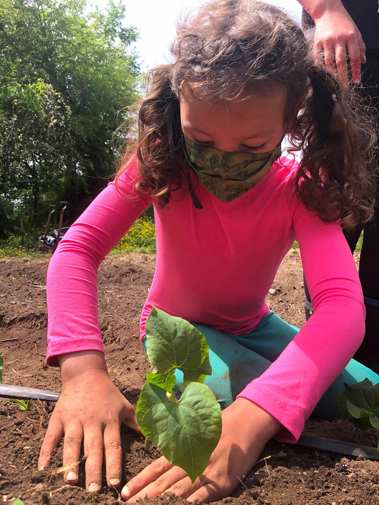 (Dana Schuerholz Photo) Ana Armenta Whitfield plants a Whipple bean seedling into a bed students had prepped earlier.