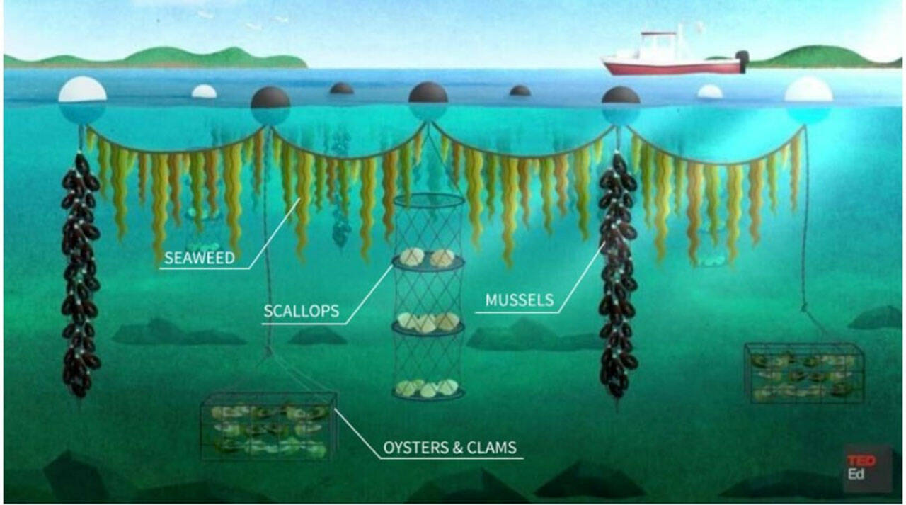 (Graphic by GreenWave) What a seaweed and shellfish farm looks like under the surface of the water.