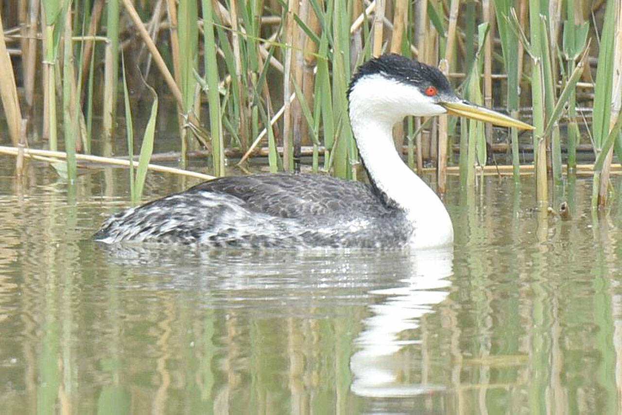 (Jim Diers Photo) The Western Grebe were once abundant on Vashon-Maury Islands. Their numbers plummeted from 4,781 in 2001, to a low of five in 2016 that were counted in the Christmas Bird Count (CBC) organized by Ezra Parker. Data from the CBC can be found at cfgrok.com/vashon-cbc-results.  