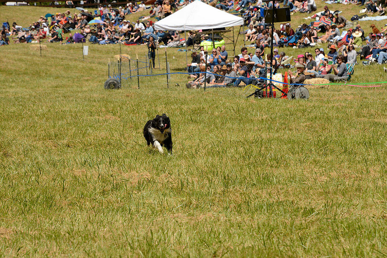 (Photo Courtesy Vashon Sheepdog Classic) King County’s tentative deal, to purchase a sizeable amount of acreage of Misty Isle Farms, is thought to include the pasture that has been home to the Vashon Sheepdog Classic and much of the forested corridor of Fisher Creek, a salmon-bearing stream.