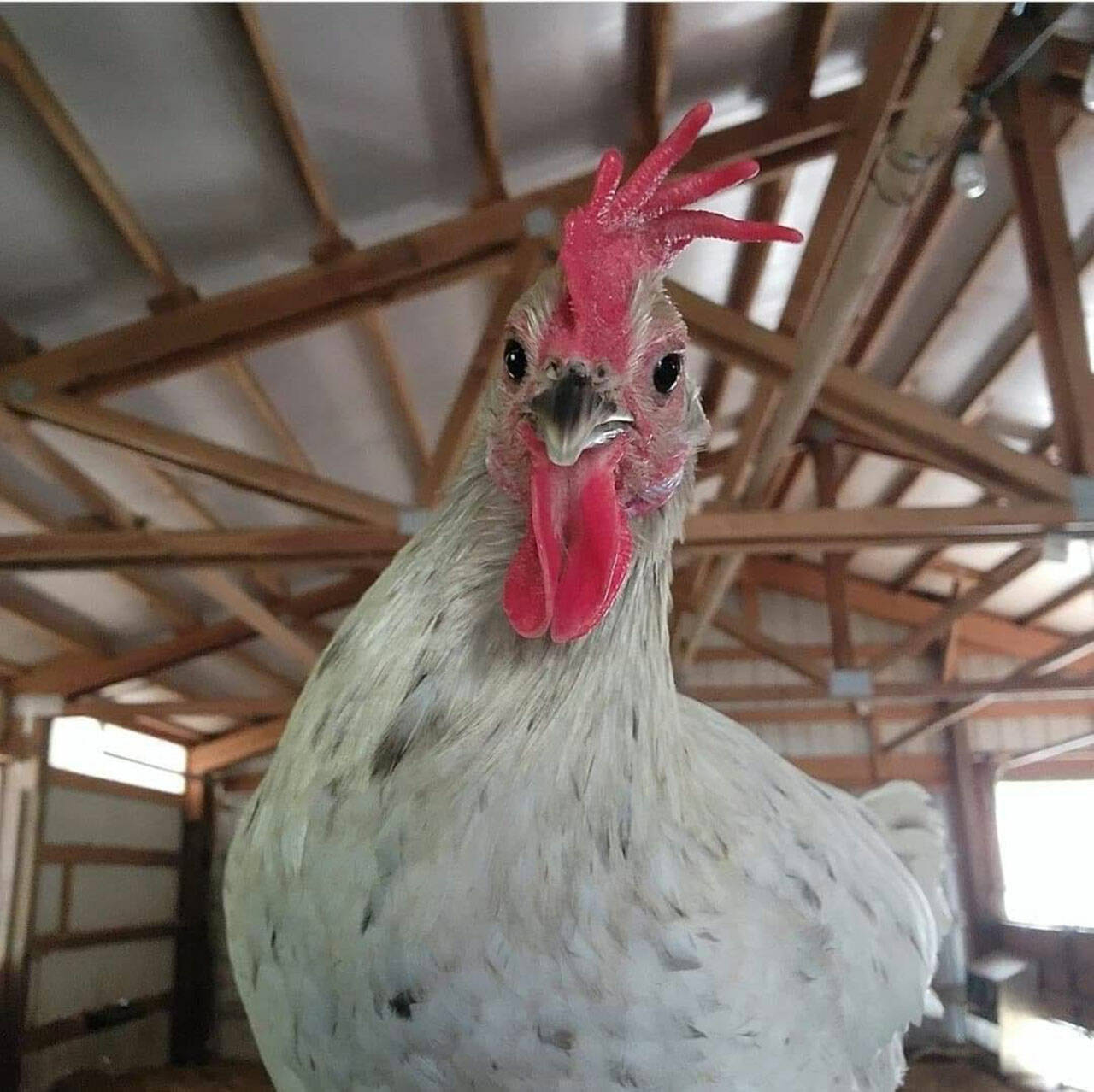 (Courtesy Rebecca Gibbons) Kawasaki the chicken, in isolation at The Old Goats Home & Rescue.