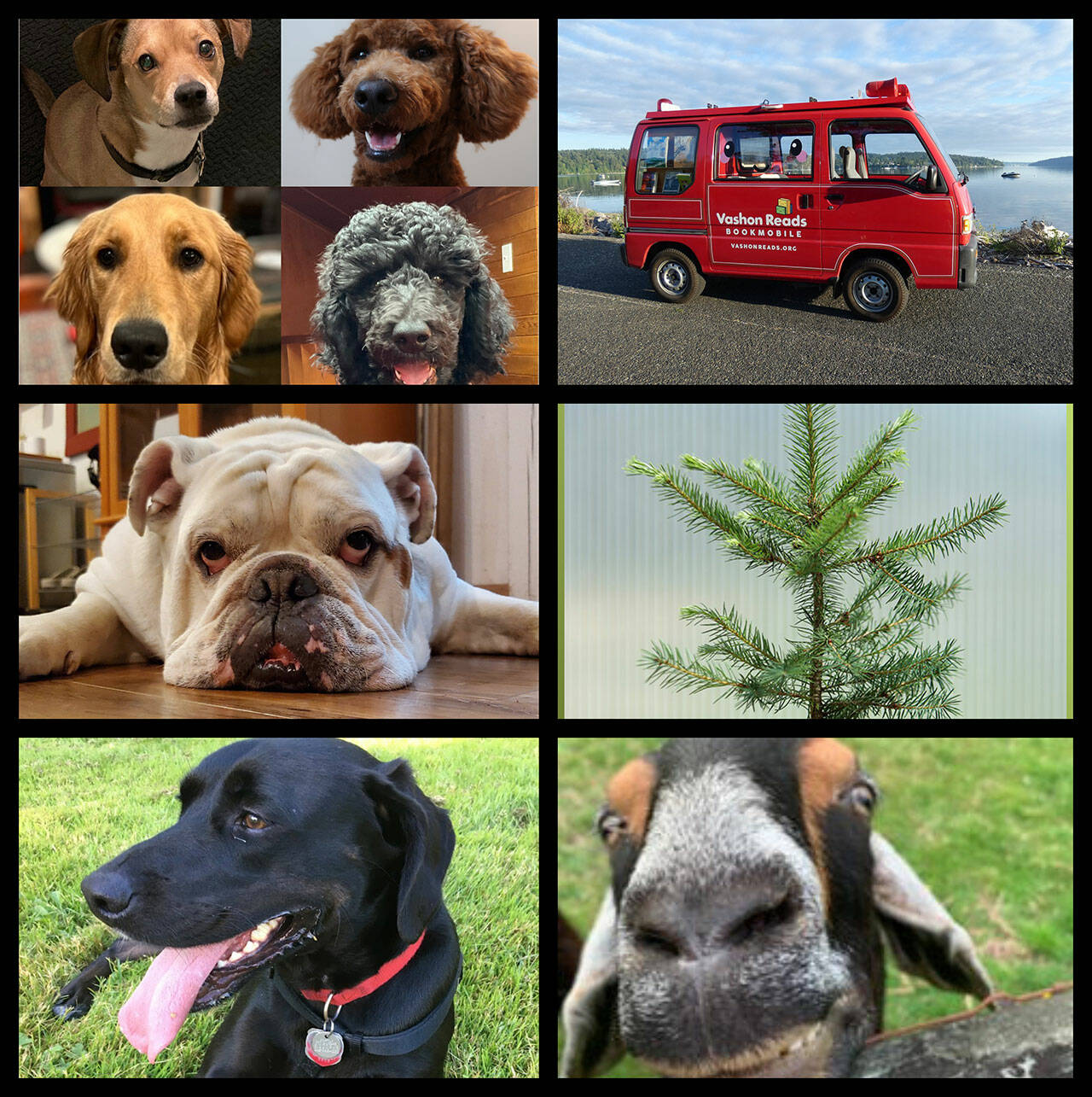 (Courtesy Photos) (Clockwise from left) This year’s unoffical mayor candidates include DOVE Project’s “Prevention Puppies of Love,” Tosho for Vashon Reads, Douglas Fir for Vashon Rotary, Winston the Goat from BrambleByrne Farm Rescue Ruminants, Buddy for Vashon HouseHold, and Buddy Conway for Vashon Island Pet Protectors.