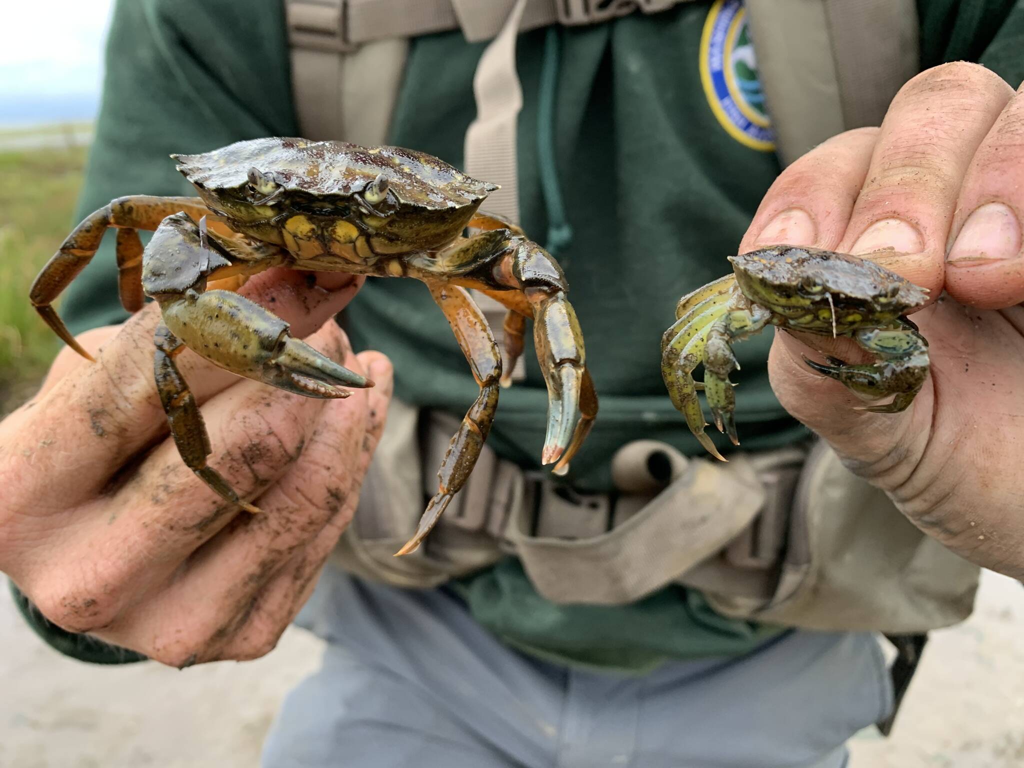 Mature and young European Green Crab comparison at Willapa Bay. Photo courtesy of Chase Gunnell.