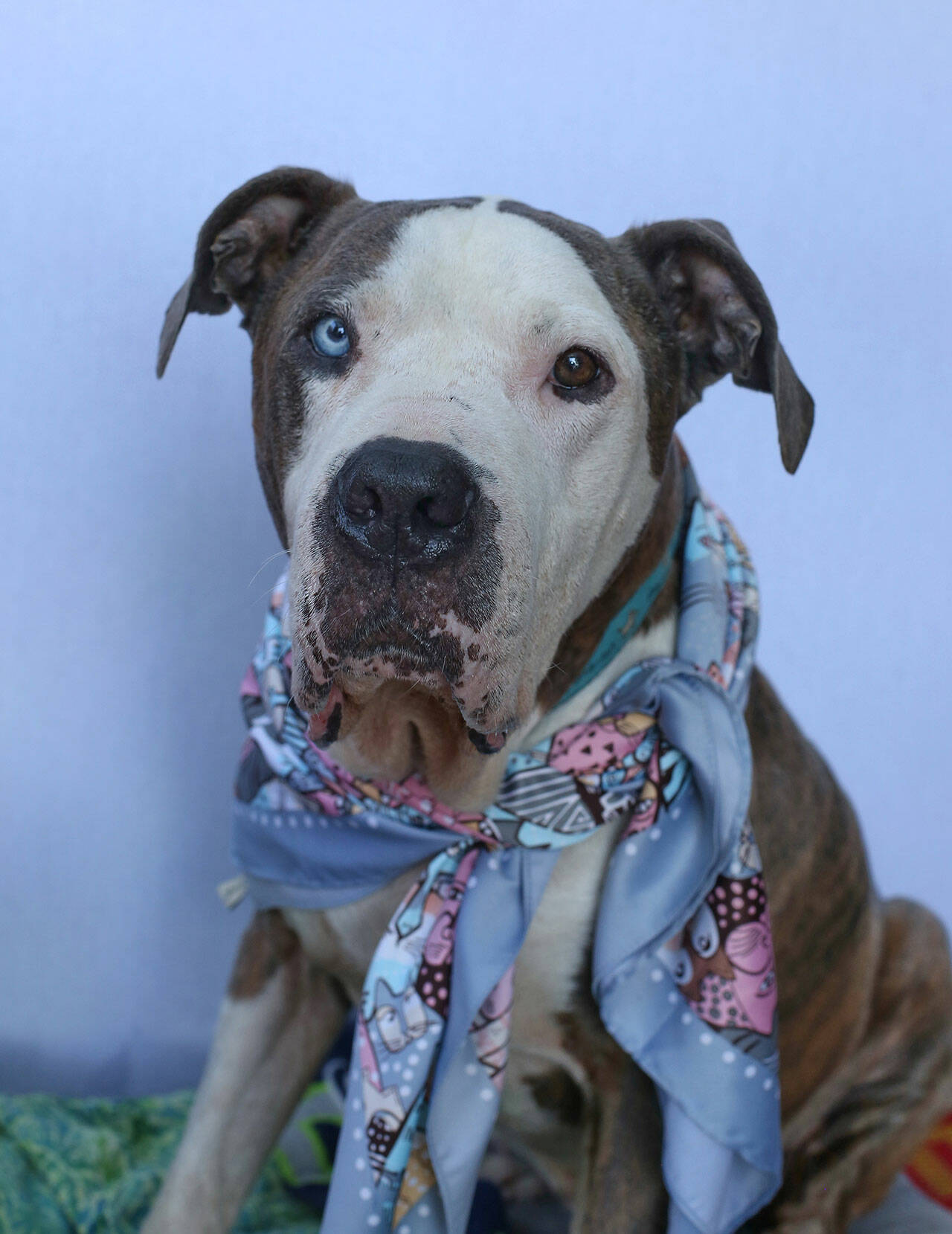 Petey the pit bull is a sweet boy who just wants to be with people — despite the fact that people in the past have clearly not been good to him. (Phil Clapham Photo)