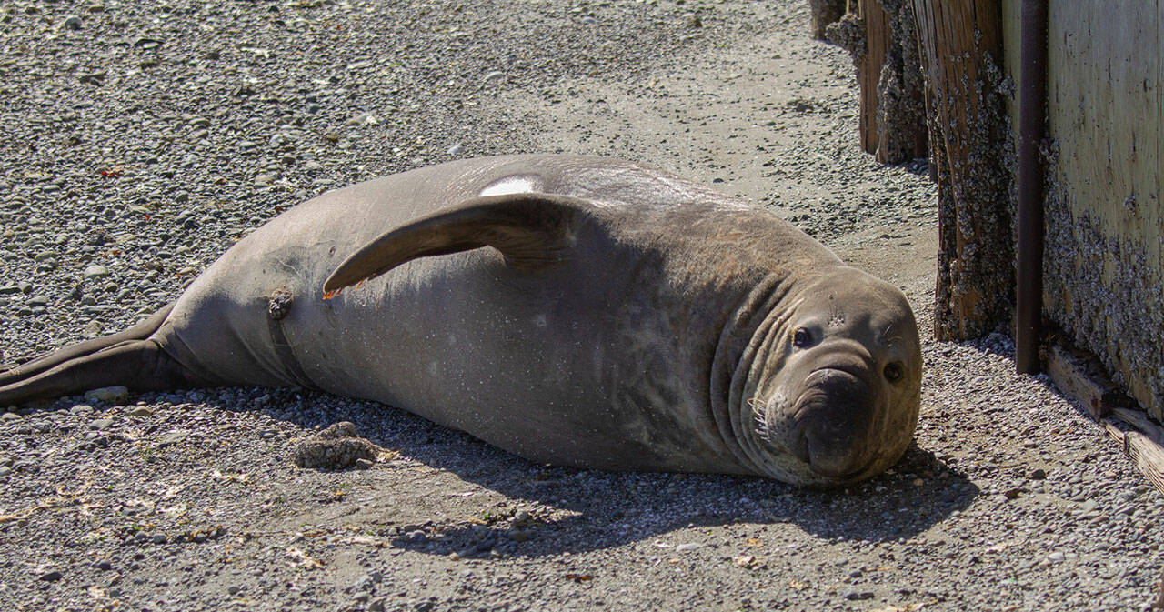 Ann Donohoe Photo
Elwood, the juvenile male elephant seal, resting at Tramp Harbor. (Ann Donohoe Photo)
