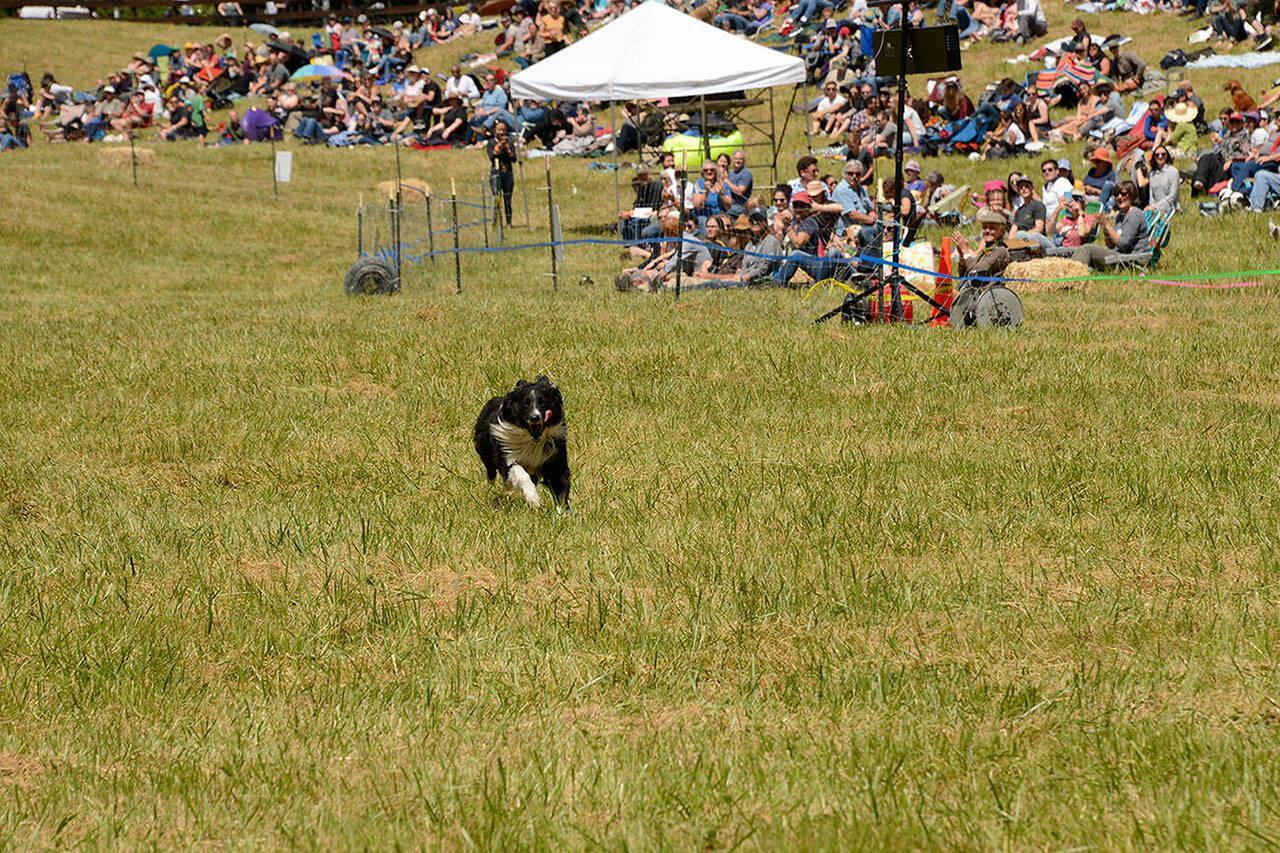 The Sheepdog Classic, which drew thousands annually and raised funds for local nonprofits, long took place in a rolling pasture on SW 220th Street and Old Mill Road. Now, the pasture is owned by King County (Kent Phelan Photo).