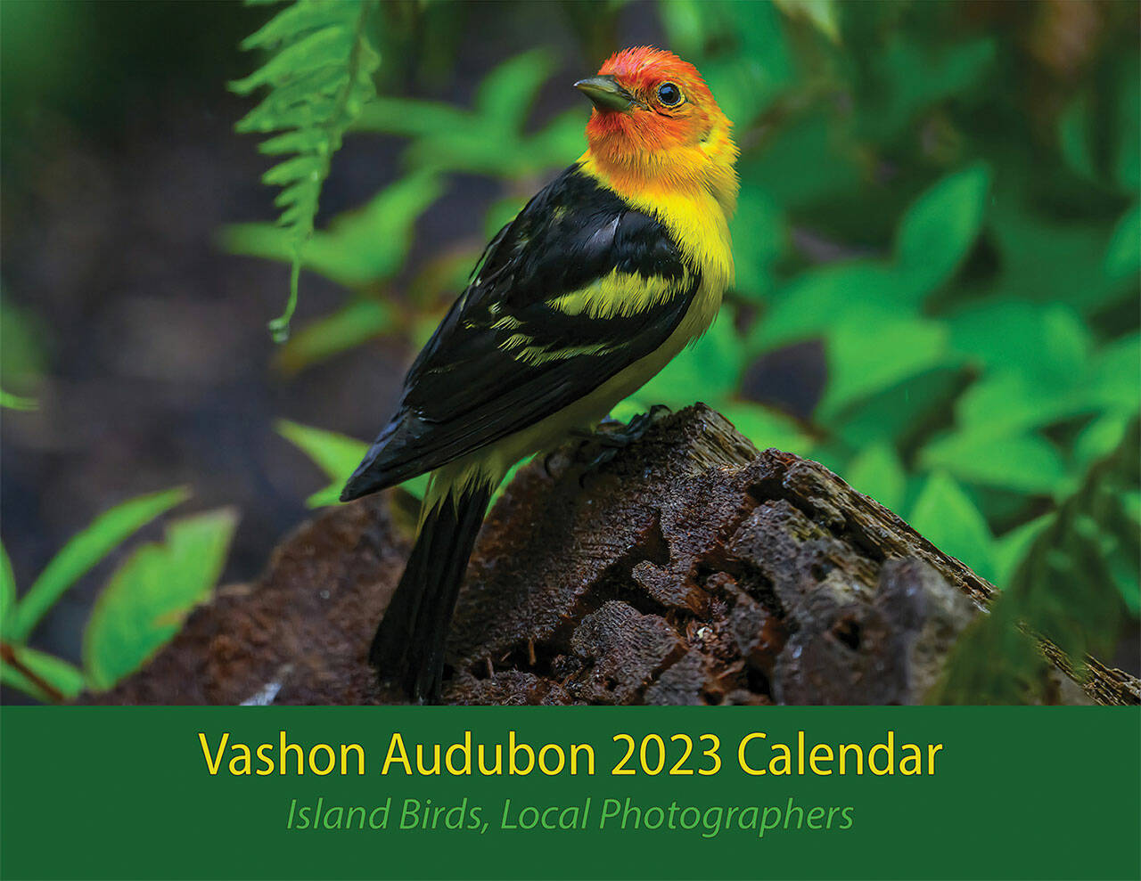 The 2023 Audubon calendar features Chris Smith’s photo of a Western Tanager (Chris Smith Photo).