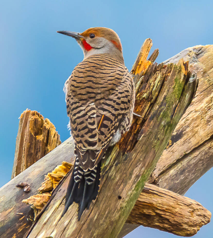 A photograph of a Northern Flicker, by Alice Burns, graces the cover of the 2023 calendar created by Vashon Audubon (Alice Burns Photo).