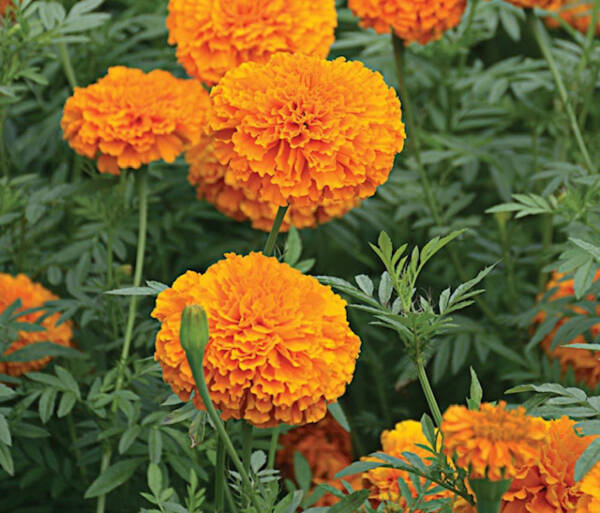 From the bounty of seeds and earth, bright orange marigolds pop up on Vashon (Jen Williams Photo).