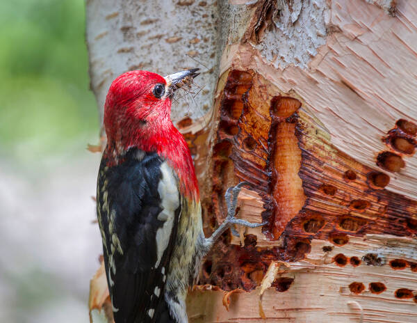 A red-breasted sapsucker takes time to swallow a tasty insect (Jim Quinan Photo).