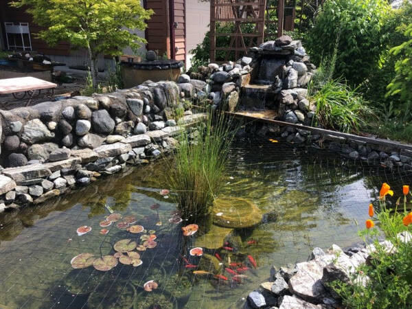 A koi pond, near the entryway to the home of Jerry Gehrke and Carol Schwennesen (Rebecca Rumburg Photo).