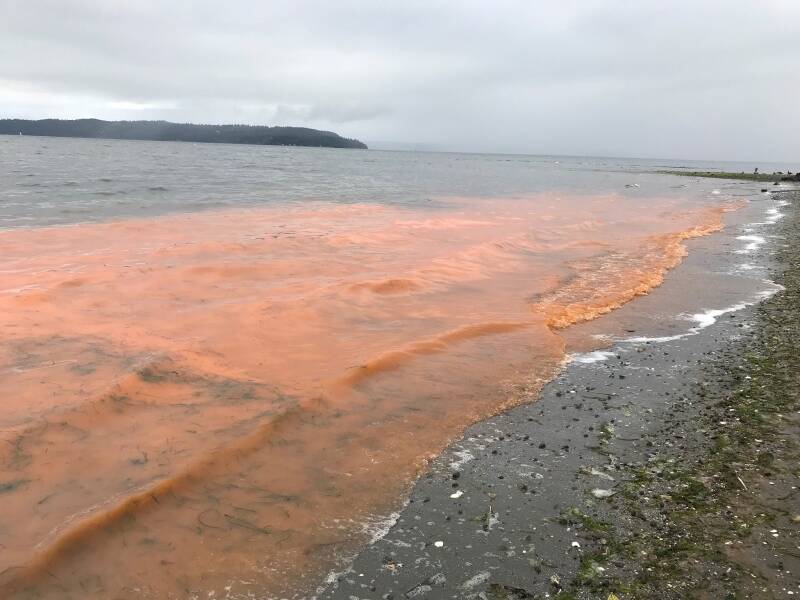 The cause of this red algal bloom in Saltwater State Park in Des Moines is a dinoflagellate called noctiluca scintillans, which contains no significant toxins for humans, but is of environmental concern (Photo courtesy of Washington Department of Ecology).