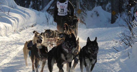 Richie Diehl drives his dog team during the Restart of the Iditarod Trail Sled Dog Race in Willow on Sunday, March 4. (Bill Roth / ADN)