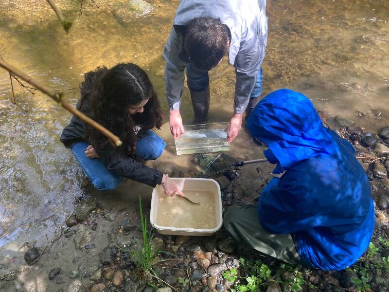 9th grade biology students conduct a juvenile salmon survey in Judd Creek with VNC Science Director Bianca Perla (Photo courtesy of Bianca Perla).