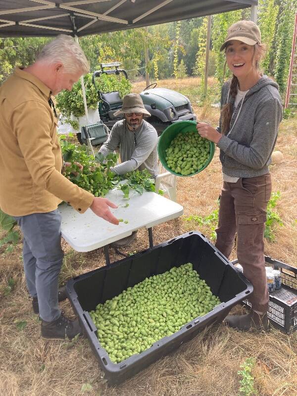 In September, Alyssa O’Cotter, (right) owner of Sweet Alyssum Farm, and farm employee Josh Caswell (center) welcome Brian Thiel (left) from Ghostfish Brewing Company in Seattle on to harvest fresh Comet, Cascade and Nugget hops for brewing (James Cottrell Photo).