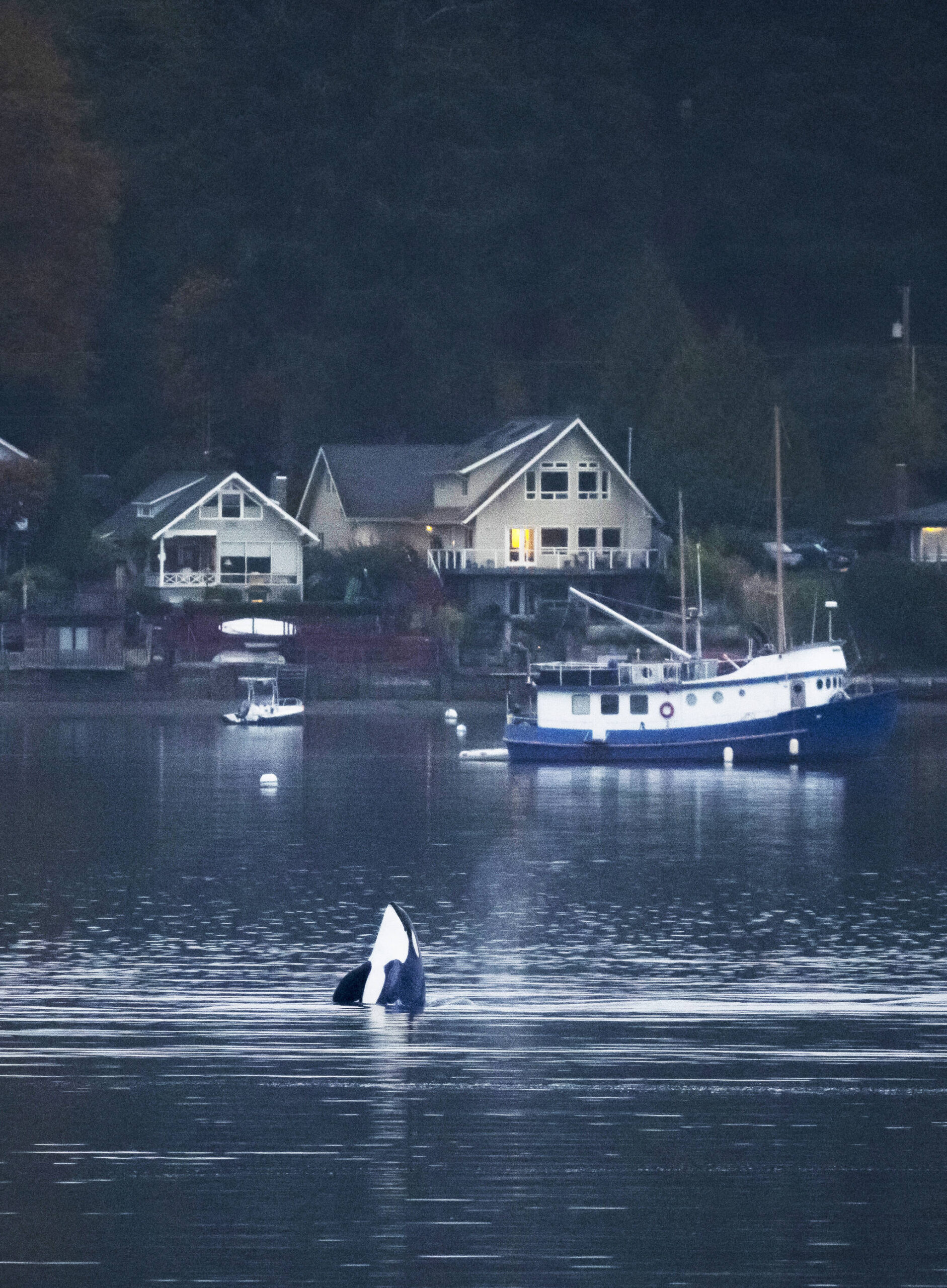 As night fell over Quartermaster Harbor on Sunday, an orca spy-hopped out of the water. This photograph was taken at the end of Kingsbury Road, looking across the inner harbor to the west towards Burton. (John Decker Photo).
