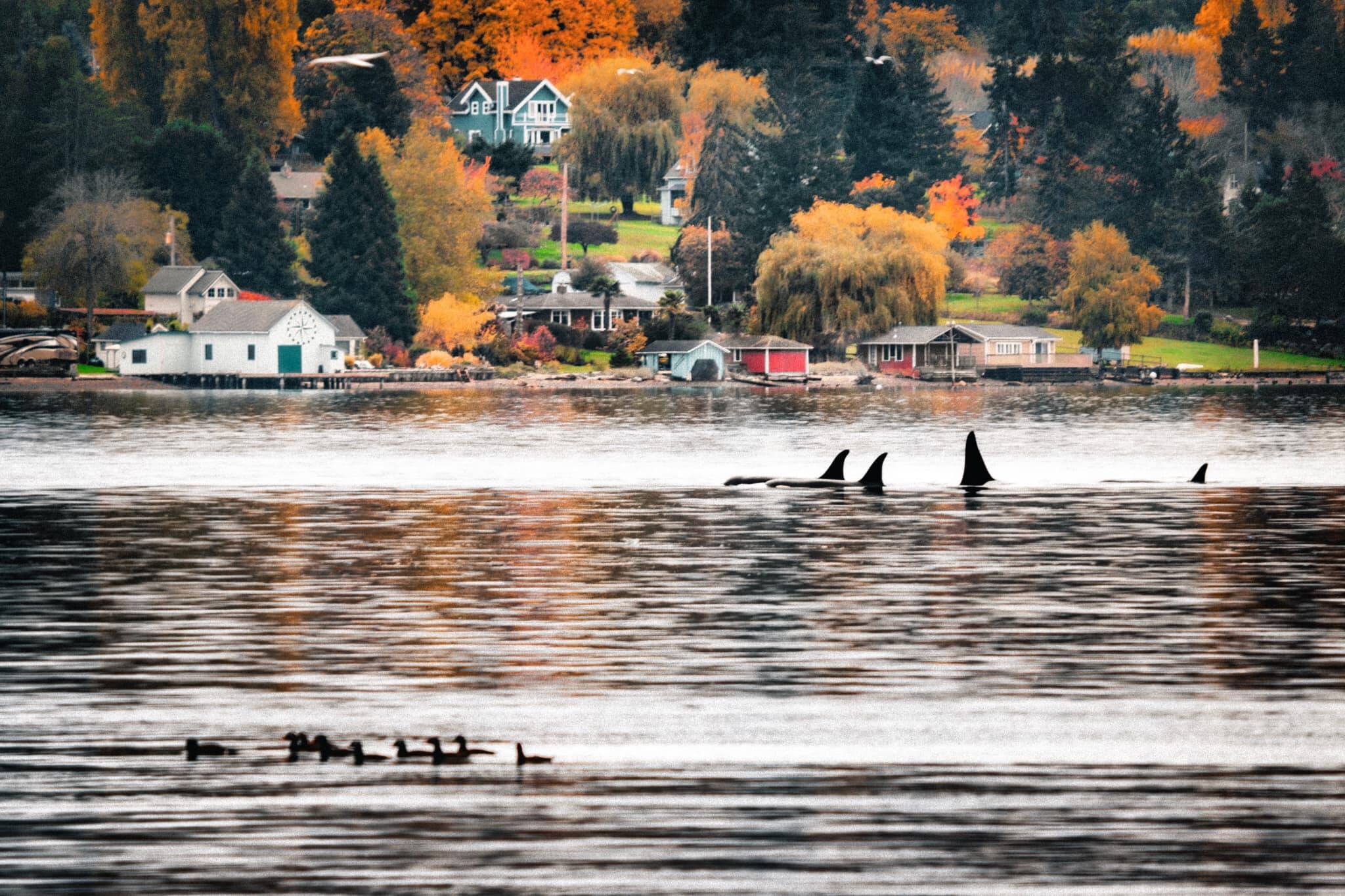 An unbelievable sight: orcas, moving in tight formation, in Quartermaster Harbor. (William Marsh Photo).
