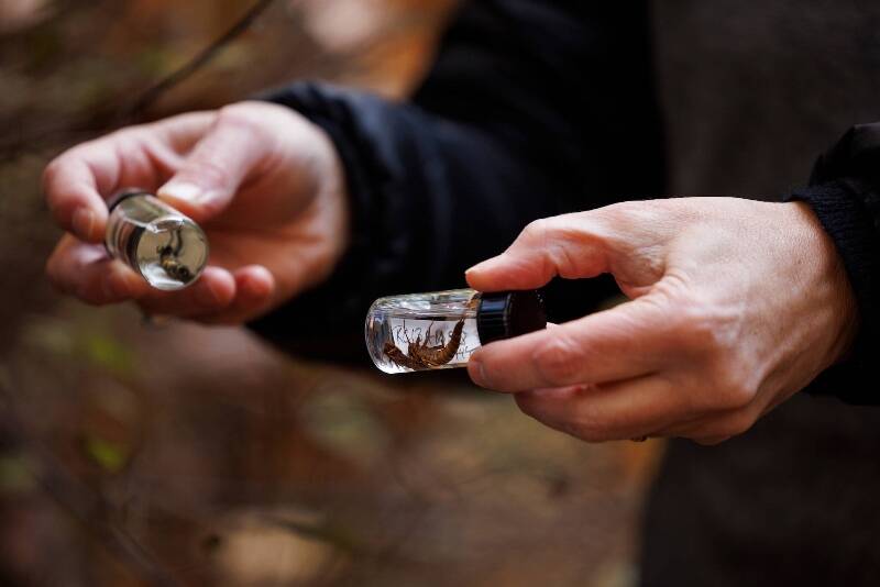 Scientists with King County determine how healthy a stream is by the Benthic Index of Biotic Integrity score, or “bug score,” which rates how diverse a bug population is at a testing site (Photo courtesy King County).