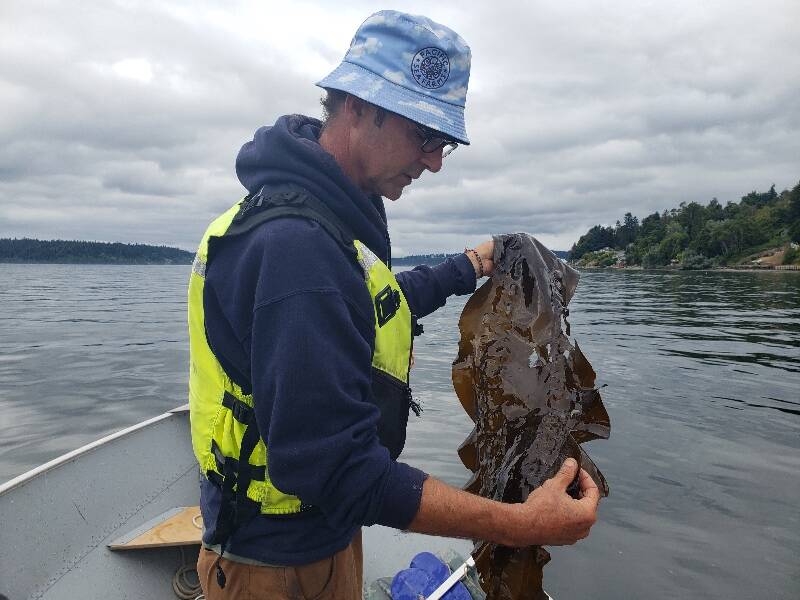 Mike Spranger, in August, held a sugar kelp not far from the site where he hopes to grow it (Leslie Brown Photo).