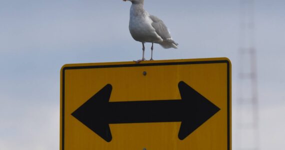 Jim Diers photo
A glaucous-winged gull considers its next direction in life.