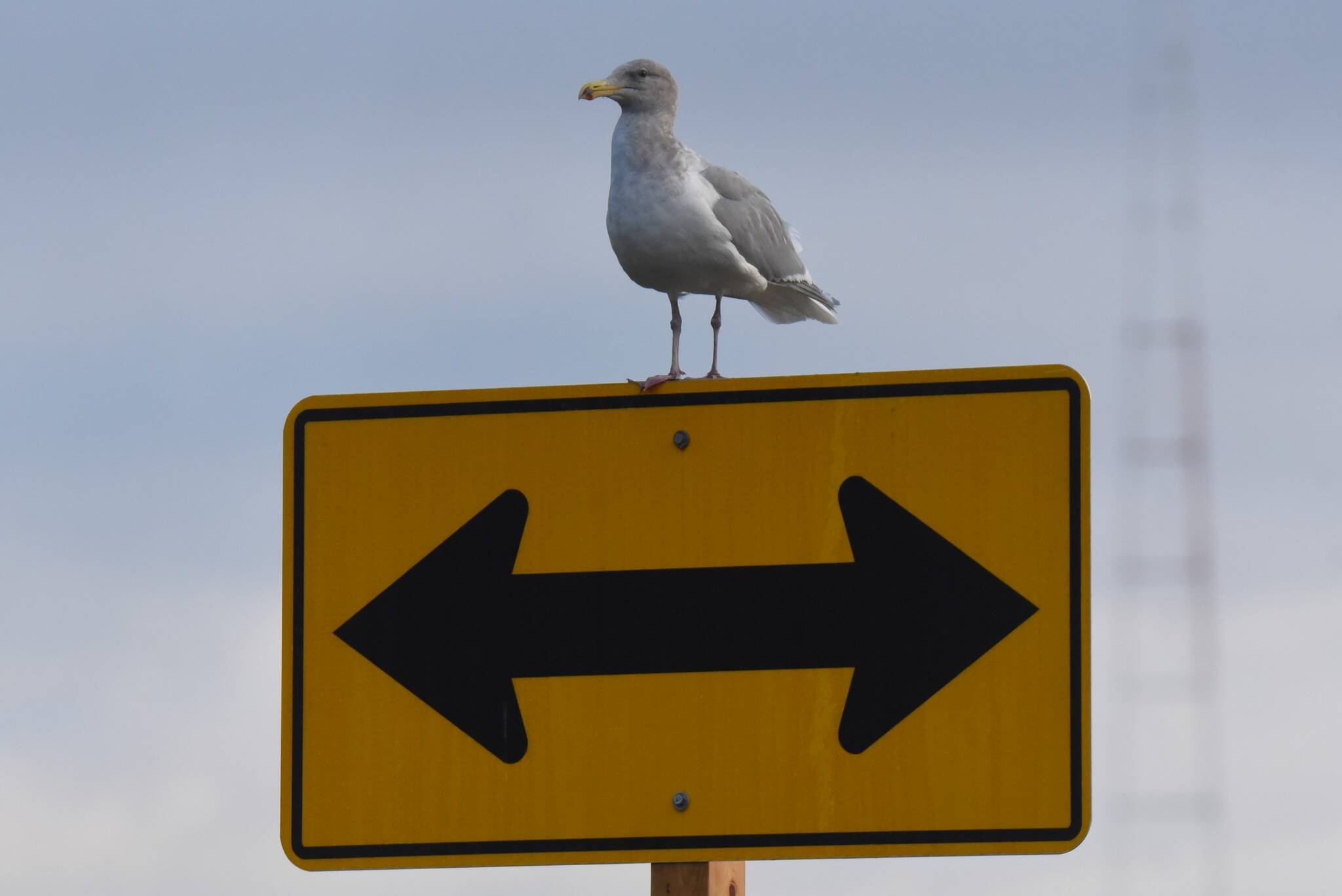 A glaucous-winged gull considers its next direction in life. Jim Diers photo