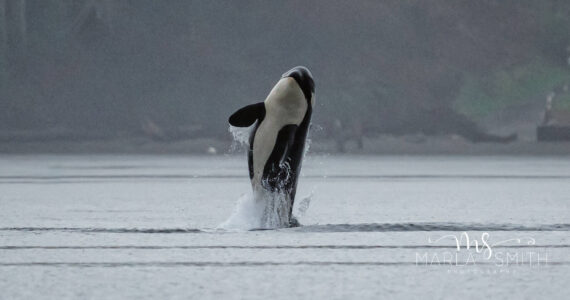 J Pod briefly passes by Vashon-Maury Island on Wednesday, Feb. 21. The killer whales were spread out and mostly stayed far from shore, photographer Marla Smith said.