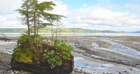File Photo by Shango Los
A log supports new growth at Fern Cove.
