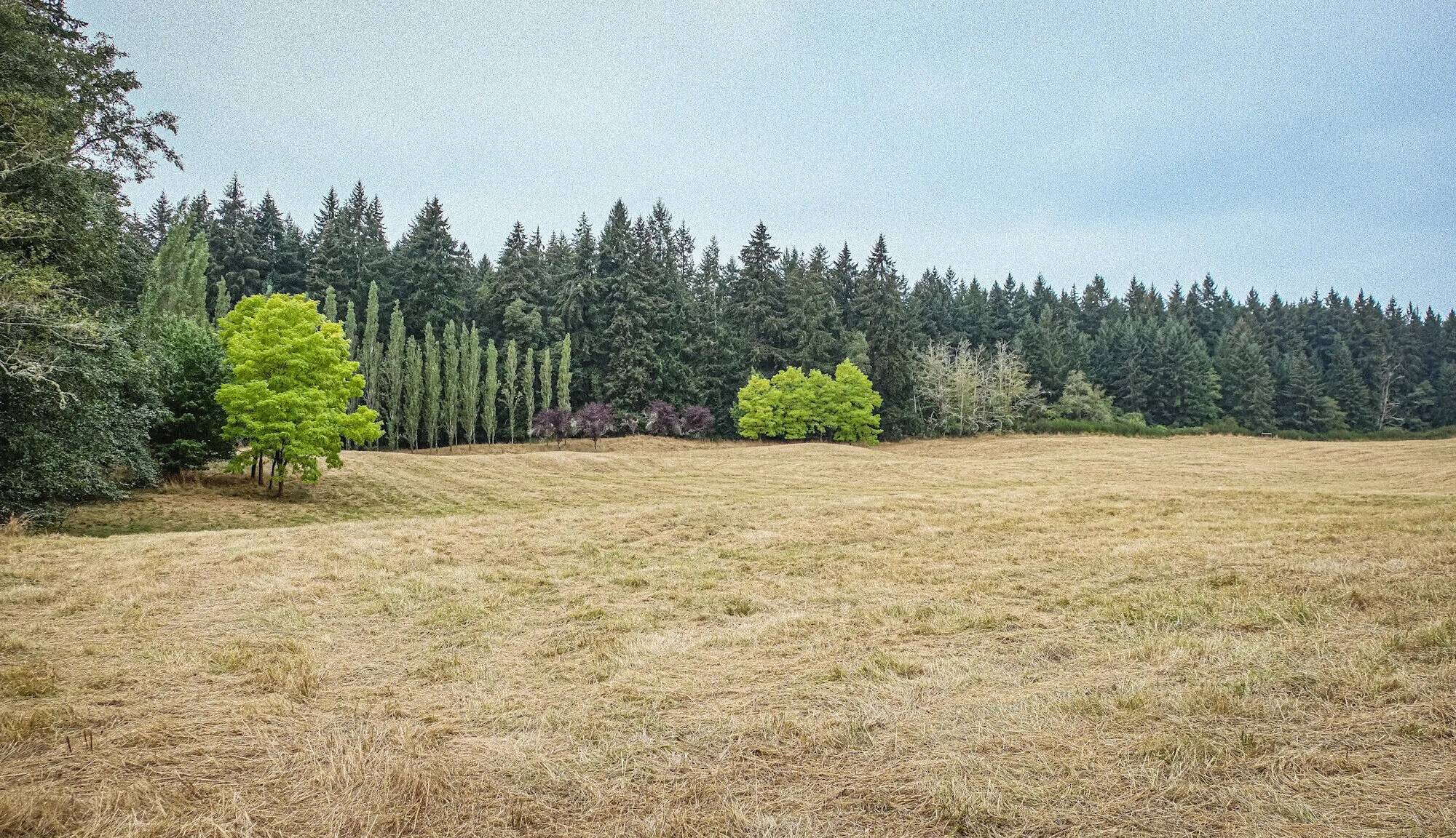 Wax Orchard consists of 110 acres near the center of Vashon Island. King County Parks photo.
