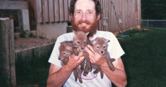 Courtesy photo
Brooks Fahy in Oregon,1987, holds three coyote pups orphaned by a government trapper. They were ultimately released successfully into the wild.