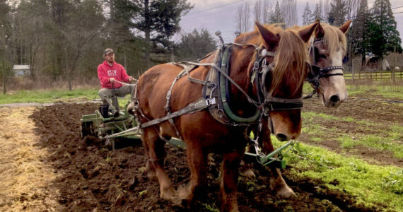 Northbourne Farm thrives under the stewardship of the intergenerational Cassel-Fuller-Smutko family and their hard-working draft horses: an English Suffolk Punch (Roy) and a Belgian (Linda). Photo courtesy Northbourne Farm.