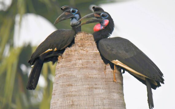 Island photographer Jim Diers captured this photo of a pair of Abyssinian ground hornbills during his recent trip to Uganda. Diers gave a presentation on that trip following a vote on Monday (April 15) evening by the Vashon Audubon to rename itself to the Vashon Bird Alliance. Jim Diers photo.