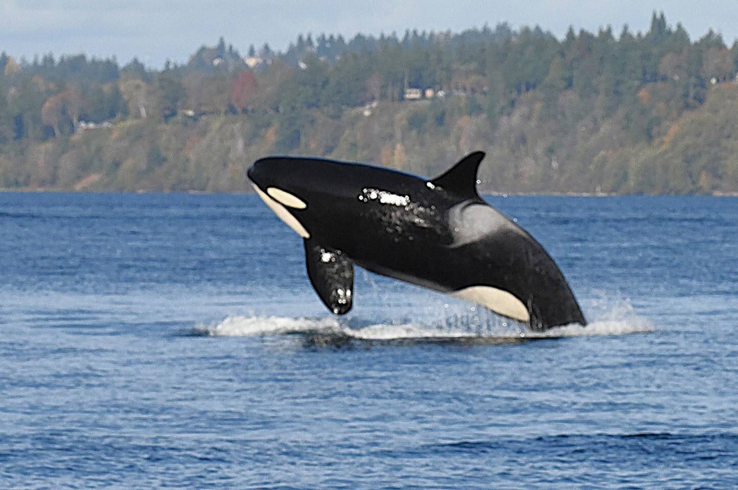 A superpod of Southern Resident orca whales visited the waters around Vashon on Sunday. (Jim Diers Photo)